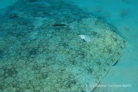 Image result for Gymnura altavela