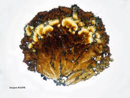 Attēlu rezultāti vaicājumam “Chaenotheca ferruginea”