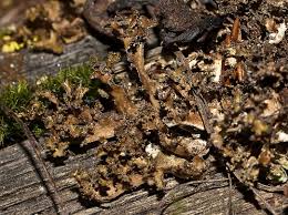 Attēlu rezultāti vaicājumam “Chaenotheca laevigata”