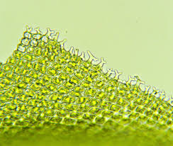 Attēlu rezultāti vaicājumam “Lophozia badensis sporophyte”