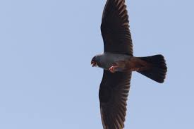 Attēlu rezultāti vaicājumam “Falco vespertinus adult”