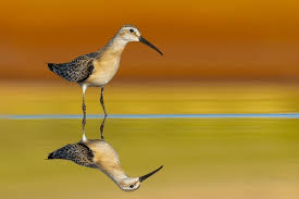 Attēlu rezultāti vaicājumam “Calidris ferruginea”
