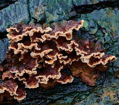 Attēlu rezultāti vaicājumam “Phleogena faginea young”