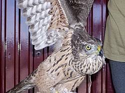 Attēlu rezultāti vaicājumam “Accipiter gentilis”