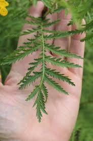 Image result for Tanacetum vulgare