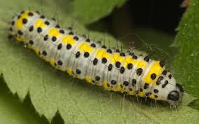 Attēlu rezultāti vaicājumam “Diloba caeruleocephala”