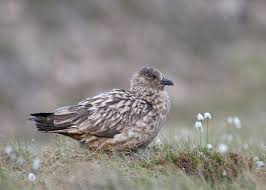 Image result for Stercorarius skua