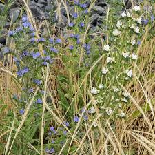 Attēlu rezultāti vaicājumam “Echium vulgare bud”