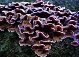 Attēlu rezultāti vaicājumam “Chondrostereum purpureum”