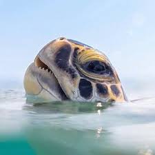 Image result for Harbour Lights Snorkelling Club (HLSC)