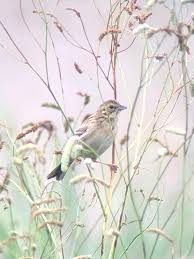Image result for Emberiza fucata