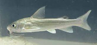 Image result for Ariopsis felis