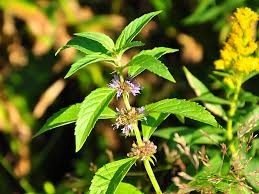 Attēlu rezultāti vaicājumam “Mentha arvensis flower”
