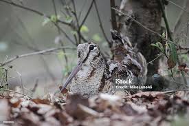 Attēlu rezultāti vaicājumam “Scolopax rusticola juvenile”