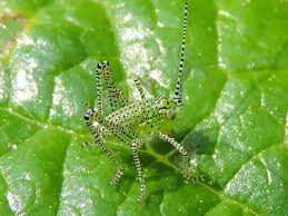 Attēlu rezultāti vaicājumam “Oxyrrhynchium hians var. rigidum macro”