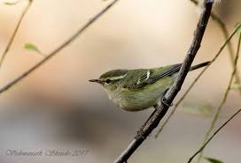 Image result for Phylloscopus humei