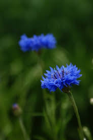 Attēlu rezultāti vaicājumam “Cyanus segetum flower”