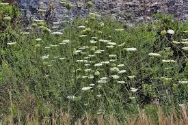 Attēlu rezultāti vaicājumam “Daucus carota subsp. carota”