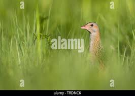 Attēlu rezultāti vaicājumam “Crex crex adult”