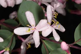 Attēlu rezultāti vaicājumam “Lonicera tatarica flower”