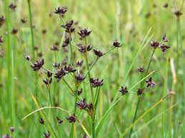 Attēlu rezultāti vaicājumam “Juncus conglomeratus fruit”
