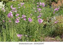 Image result for Malva alcea
