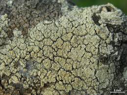 Attēlu rezultāti vaicājumam “Lecanora conizaeoides”