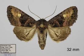 Attēlu rezultāti vaicājumam “Euplexia lucipara”