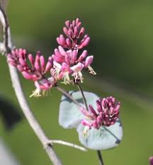 Attēlu rezultāti vaicājumam “Caprifoliaceae”