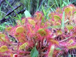 Attēlu rezultāti vaicājumam “Drosera rotundifolia”