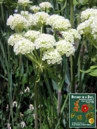 Attēlu rezultāti vaicājumam “Polygonaceae”