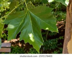 Attēlu rezultāti vaicājumam “Platanus x hispanica (syn. Platanus x acerifolia) leaf”