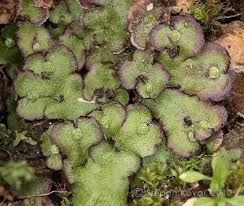 Attēlu rezultāti vaicājumam “Reboulia hemisphaerica”