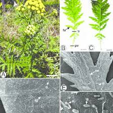 Attēlu rezultāti vaicājumam “Tanacetum vulgare leaf”