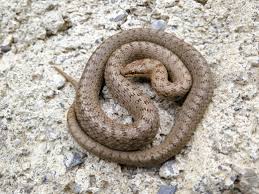 Attēlu rezultāti vaicājumam “Coronella austriaca”