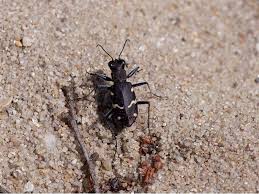 Attēlu rezultāti vaicājumam “Cicindela sylvatica imago”