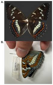 Attēlu rezultāti vaicājumam “Limenitis populi”
