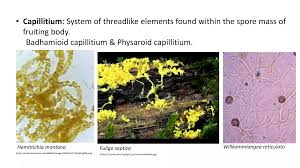 Attēlu rezultāti vaicājumam “Willkommlangea reticulata spores”