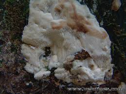 Attēlu rezultāti vaicājumam “Physisporinus vitreus”