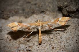 Attēlu rezultāti vaicājumam “Cnaemidophorus rhododactyla”