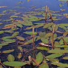 Attēlu rezultāti vaicājumam “Potamogeton compressus leaf”