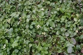 Image result for Rorippa nasturtium-aquaticum