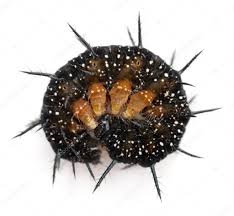 Attēlu rezultāti vaicājumam “Inachis io”