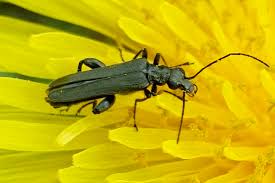 Attēlu rezultāti vaicājumam “Oedemera femorata”