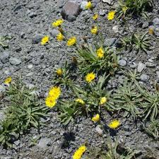 Attēlu rezultāti vaicājumam “Hieracium”