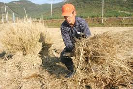 Image result for 붶