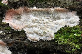 Attēlu rezultāti vaicājumam “Phlebia centrifuga”