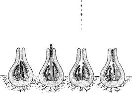 Attēlu rezultāti vaicājumam “Taphrina padi”