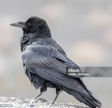 Attēlu rezultāti vaicājumam “Corvus corax adult”