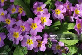 Attēlu rezultāti vaicājumam “Primulaceae”